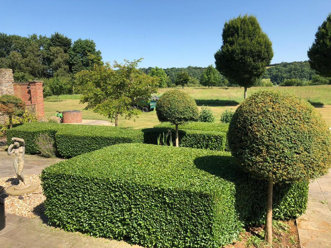 Photo of Various hedges and bushes after being cut and topiary applied